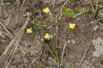 Zigzag bladderwort